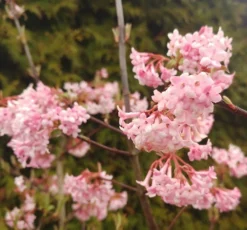Duftender Winterschneeball `Dawn´ Viburnum Bodnantense `Dawn´ -Pflanzenhof-online Geschäft Viburnum Dawn2