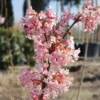 Duftender Winterschneeball `Dawn´ Viburnum Bodnantense `Dawn´