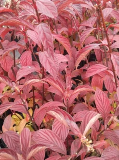 Duftender Winterschneeball `Dawn´ Viburnum Bodnantense `Dawn´ -Pflanzenhof-online Geschäft Viburnum bodnantense dawn herbstf rbung