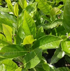 Amerikanischer Schneeball `Brandywine´ Viburnum Nudum `Brandywine´ 11 Amerikanischer Schneeball `Brandywine´ Viburnum Nudum `Brandywine´ -Pflanzenhof-online Geschäft Viburnum nudum 2