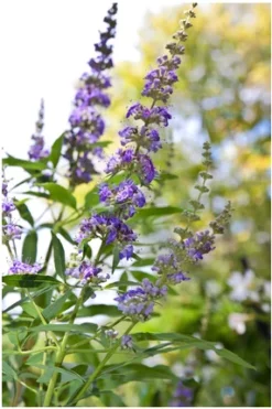 Mönchspfeffer Vitex Agnus Castus -Pflanzenhof-online Geschäft Vitex M nchspfeffer