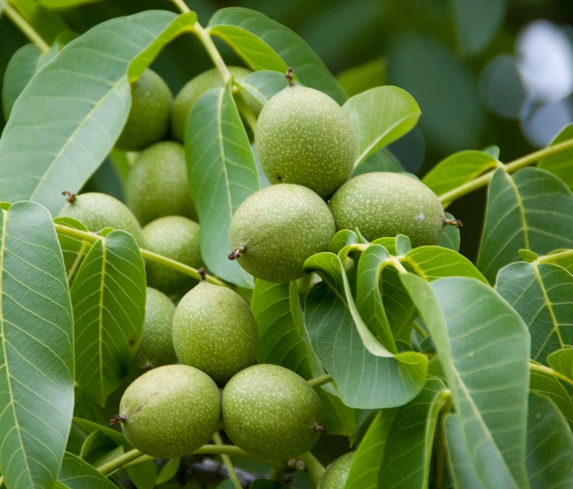 Walnuss `Fernette´ Juglans Regia 1 Walnuss `Fernette´ Juglans Regia