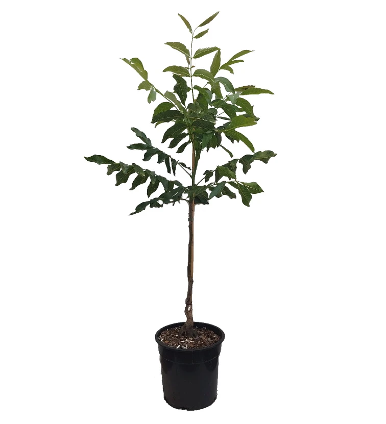 Walnuss - Wunder Von Monrepos Juglans Regia `Wunder Von Monrepos´ 1 Walnuss - Wunder Von Monrepos Juglans Regia `Wunder Von Monrepos´