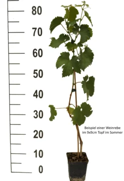 Weinrebe `Souvenir´ Vitis `Souvenir 5 Weinrebe `Souvenir´ Vitis `Souvenir -Pflanzenhof-online Geschäft Weinrebe Beispiel weiss scaled