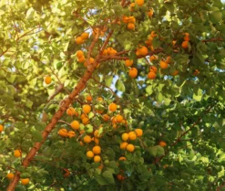 Titelseite 34 Wildaprikose Prunus Armeniaca