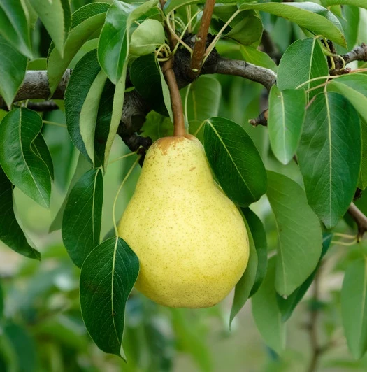 Williams Christbirne Pyrus Communis `Williams Christbirne´ 1 Williams Christbirne Pyrus Communis `Williams Christbirne´