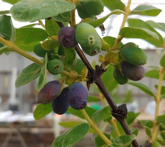 Sibirische Blaubeere / Honigbeere `Wojtek´ Lonicera Kamtschatica `Wojtek´ 1 Sibirische Blaubeere / Honigbeere `Wojtek´ Lonicera Kamtschatica `Wojtek´