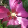 Hibiskus `Woodbridge´ Hibiscus Syriacus `Woodbridge´
