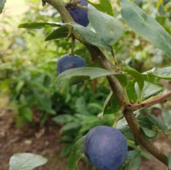 Zibarte Voraussichtlich Ab Juni/Juli Wieder Verfügbar 7 Zibarte Voraussichtlich Ab Juni/Juli Wieder Verfügbar -Pflanzenhof-online Geschäft Zibarte 2