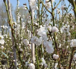 Zierpfirsich `Taoflora ® White´ (mit Essbaren Früchten) Prunus Persica `Taoflora ® White´ -Pflanzenhof-online Geschäft Zierpfirsich weiss4