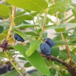 Sibirische Blaubeere / Honigbeere `Zojka Lonicera Kamtschatica `Zojka´ 7 Sibirische Blaubeere / Honigbeere `Zojka Lonicera Kamtschatica `Zojka´ -Pflanzenhof-online Geschäft Zojka sibirische Blaubeere