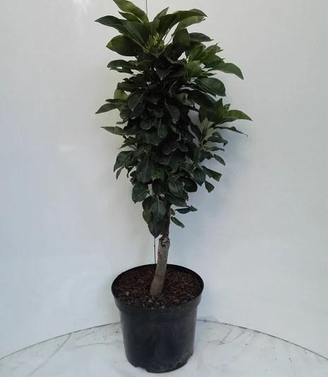 Zwergbirne Helenchen Pyrus Communis `Helenchen´ 2 Zwergbirne Helenchen Pyrus Communis `Helenchen´ – Bild 2