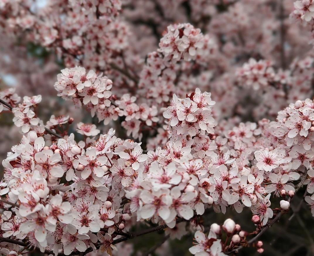 Zwergblutpflaume Prunus Cistena 1 Zwergblutpflaume Prunus Cistena