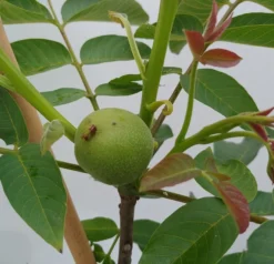 Zwerg-Walnuss Juglans Regia Var. Fertilis 6 Zwerg-Walnuss Juglans Regia Var. Fertilis -Pflanzenhof-online Geschäft Zwergwalnuss1
