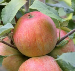 Zwergapfel `Alkmene´ Malus Domestica `Alkmene