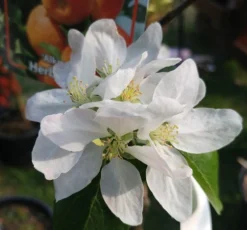 Alkmene Malus Domestica 9 Alkmene Malus Domestica -Pflanzenhof-online Geschäft almene