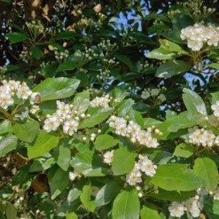 Apfeldorn Crataegus Lavallei `Carrierei´ -Pflanzenhof-online Geschäft apfeldorn 2
