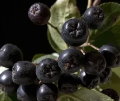 Aronia- Apfelbeere Nero Aronia Prunifolia `Nero´ -Pflanzenhof-online Geschäft aronia nero 600x600
