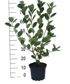 Aronia- Apfelbeere Nero Aronia Prunifolia `Nero´ -Pflanzenhof-online Geschäft aronia neroiiPvXE42DygxM