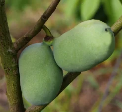 Titelseite 31 Veredelte Indianerbanane `Mango´ Asimina Triloba `Mango´