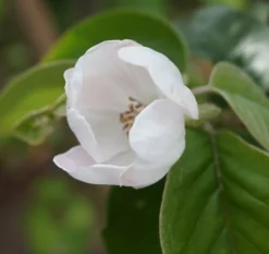 Tafelquitte Ayva® - Süßquitte, Kann Roh Verzehrt Werden Cydonia `Ayva´ -Pflanzenhof-online Geschäft ayva bl te