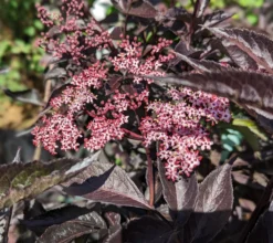 Rotblättriger Holunder `Black Beauty´ Sambucus Nigra `Black Beauty´ -Pflanzenhof-online Geschäft black beauty2