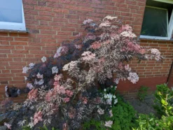 Holunder Black Lace ® Sambucus Nigra `Black Lace´ 10 Holunder Black Lace ® Sambucus Nigra `Black Lace´ -Pflanzenhof-online Geschäft black lace6