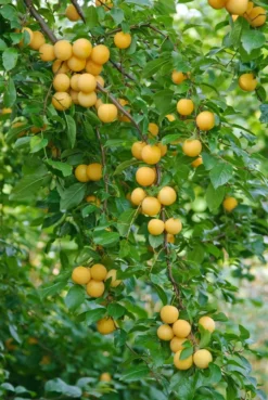 Kirschpflaume Prunus Cerasifera -Pflanzenhof-online Geschäft botanikfoto 502360 RF WEB
