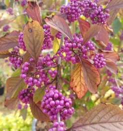 Schönfrucht, Liebesperlenstrauch Callicarpa Bodinieri `Profusion´ 7 Schönfrucht, Liebesperlenstrauch Callicarpa Bodinieri `Profusion´ -Pflanzenhof-online Geschäft callicarpa
