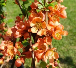 Nordische Zitrone, Zierquitte `Cido´ Chaenomeles Japonica `Cido´ 5 Nordische Zitrone, Zierquitte `Cido´ Chaenomeles Japonica `Cido´ -Pflanzenhof-online Geschäft cido 1