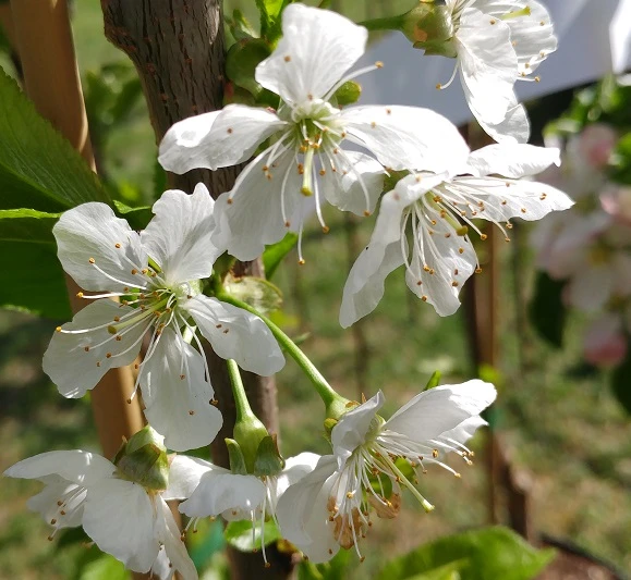 Säulenkirsche `Claudia´ Prunus Avium `Claudia´ 2 Säulenkirsche `Claudia´ Prunus Avium `Claudia´ – Bild 2