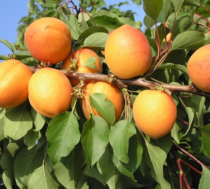 Kompakt Wachsende Aprikose `CompactaⓇ´ Prunus Armeniaca `Compacta´ 1 Kompakt Wachsende Aprikose `CompactaⓇ´ Prunus Armeniaca `Compacta´