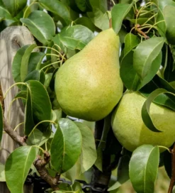 Condo Pyrus Communis `Condo´