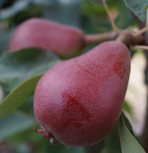 Säulenbirne `Decora´ Pyrus Communis `Decora´ 2 Säulenbirne `Decora´ Pyrus Communis `Decora´ – Bild 2