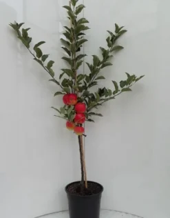 Elstar ® Malus Domestica -Pflanzenhof-online Geschäft elstar bscuhbaum