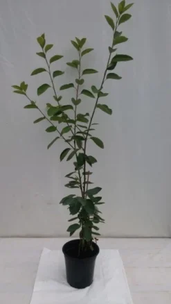 Prince William-Großfruchtige Felsenbirne Amelanchier `Prince William´ -Pflanzenhof-online Geschäft fELSENBIRNE 600x600