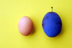 Haganta (S) Prunus Domestica `Haganta´ 10 Haganta (S) Prunus Domestica `Haganta´ -Pflanzenhof-online Geschäft haganta12