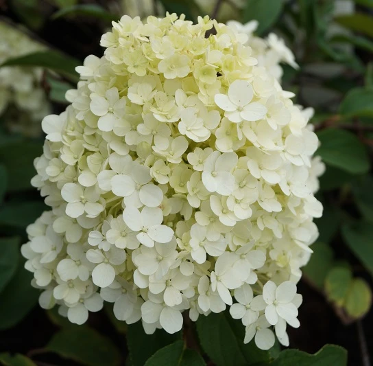 Rispenhortensie `Bobo®´ Hydrangea Paniculata `Bobo´ 3 Rispenhortensie `Bobo®´ Hydrangea Paniculata `Bobo´ – Bild 3