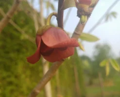 Veredelte Indianerbanane (Paw Paw) `Shenandoah®´ Asimina Triloba `Shenandoah´ 8 Veredelte Indianerbanane (Paw Paw) `Shenandoah®´ Asimina Triloba `Shenandoah´ -Pflanzenhof-online Geschäft indianaerbanane bl te5af9967b504ef