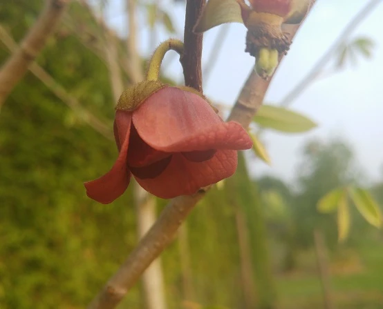 Veredelte Indianerbanane (Paw Paw) `Prima 1216´ Asimina Triloba `Prima 1216´ 4 Veredelte Indianerbanane (Paw Paw) `Prima 1216´ Asimina Triloba `Prima 1216´ – Bild 4