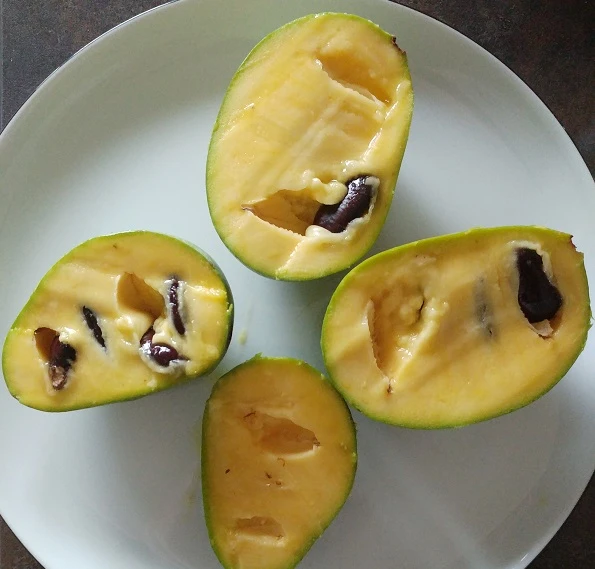 Veredelte Indianerbanane `Prolific´ Asimina Triloba `Profilic´ 2 Veredelte Indianerbanane `Prolific´ Asimina Triloba `Profilic´ – Bild 2