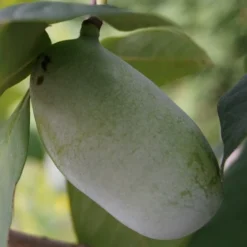 Veredelte Indianerbanane (Paw Paw) `Prima 1216´ (40-60cm) Asimina Triloba `Prima 1216´ -Pflanzenhof-online Geschäft indianerbanane43 1