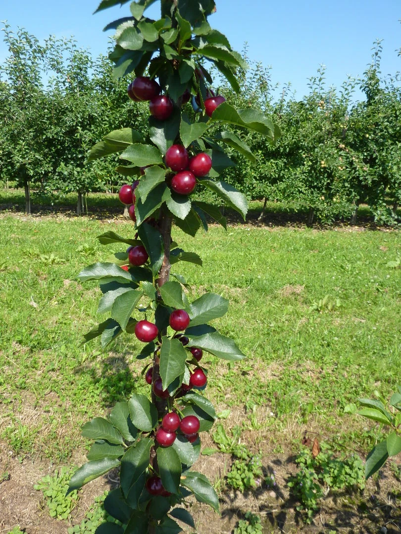 Säulensauerkirsche `Jachim´ Prunus Cerasus `Jachim´ 1 Säulensauerkirsche `Jachim´ Prunus Cerasus `Jachim´