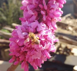 Judasbaum Cercis Siliquastrum -Pflanzenhof-online Geschäft judasbaum mit biene 3UmROOMoGkmKP3