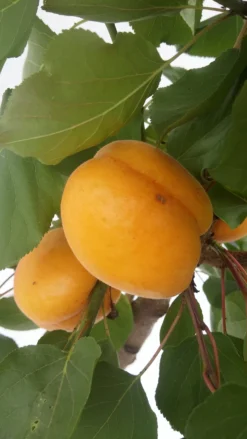 Titelseite 25 Aprikose Kioto ® Halbstamm Prunus Armeniaca `Kioto´