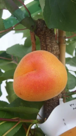 Titelseite -Pflanzenhof-online Geschäft kioto 3 1 scaled