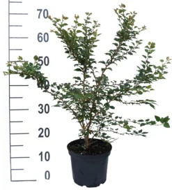 Zwerg-Zierkirsche `Kojou-no-mai´ Prunus Incisa `Kojou-no-mai´ -Pflanzenhof-online Geschäft kojou no mai weiss