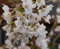 Zwerg-Zierkirsche `Kojou-no-mai´ Prunus Incisa `Kojou-no-mai´ -Pflanzenhof-online Geschäft kojou no mai2