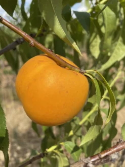 Honig-Nektarine `Bellarina´ Prunus Nucipersica `Bellarina´ -Pflanzenhof-online Geschäft nektarine bellarina frucht