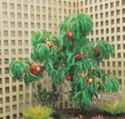 Zwergnektarine `Rubis® Necta ZeeⓈ´ Prunus Nucipersica -Pflanzenhof-online Geschäft nektarine necta zee rubis baum